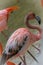 Flamingo is a very charming animal