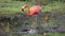 A flamingo wades in shallow water and is searching for some food