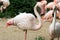 Flamingo wading birds