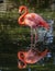 Flamingo wading in shallow water