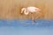 Flamingo walk in water. Wildlife animal scene from nature. Flamingo in nature habitat. Beautiful water bird. Pink big bird Greater