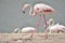 Flamingo walking on ground