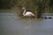 Flamingo walking in the water in a lake