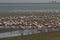 Less Flamingo at Walvis Bay Namibia