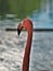 Flamingo Watching the Crowd at Lion Country Safari