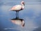 Flamingo watching own reflection on Bolivian altiplano