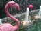 Flamingo in waterfall