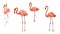 Flamingo on white