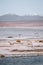 Flamingo of White Lagoon in Bolivia South America Salt Flat Uyuni