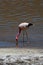Flamingo Wild in Atacama Desert Chile South America