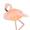 Flamingo zentangle hand drawn colored graphic illustration