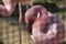 flamingo at the zoo berlin in germany