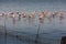 Flamingoes on the beach water