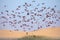 Flamingoes at bird paradise, walvis bay, namibia