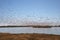 Flamingoes at bird paradise, walvis bay, namibia