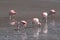 Flamingoes in Bolivian Altiplano, Laguna Blanca