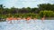 Flamingoes at Celestun Biosphere Reserve, Yucatan, Mexico