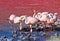 Flamingoes in Laguna Colorada , Bolivia