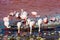 Flamingoes in Laguna , Uyuni, Bolivia