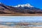 Flamingoes in Laguna Verde ,Bolivia