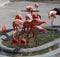 Flamingoes in a pond