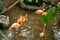 Flamingoes on pond horizontal composition