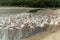 Flamingoes in Ras Al Khor Wildlife Sanctuary, Ramsar Site, Flamingo hide2, Dubai, United Arab Emirates