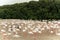 Flamingoes in Ras Al Khor Wildlife Sanctuary, Ramsar Site, Flamingo hide2, Dubai, United Arab Emirates