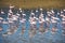 Flamingoes at Rio Lagartos Biosphere Reserve