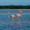 Flamingoes at Rio Lagartos Biosphere Reserve, Yucatan, Mexico