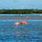 Flamingoes at Rio Lagartos Biosphere Reserve, Yucatan, Mexico