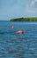 Flamingoes at Rio Lagartos Biosphere Reserve, Yucatan, Mexico