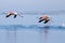 Flamingoes Running In Water For Flying