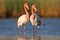 flamingoes standing close, one lowering its head towards the other