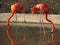 Flamingoes in the water