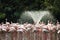 Flamingoes and water fountain