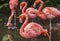 Flamingoes in Zoo of Sao Paulo, Brazil