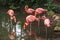 Flamingoes in Zoo of Sao Paulo, Brazil