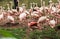 Flamingoes in Zoo of Sao Paulo, Brazil