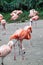 Flamingos