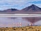 Flamingos on the altiplano