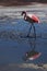 Flamingos in Atacama desert Chile Bolivia laguna