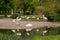 Flamingos Birds in Wilhelma zoo natural park in the city of Stuttgart, Germany  