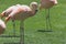 Flamingos birds in zoo