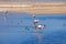 Flamingos in blue salty lagoon