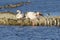 Flamingos in the blue waters of a lake