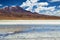 Flamingos in the Bolivian Altiplano