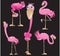 Flamingos cartoons
