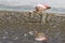 Flamingos in Charcota Lagoon at Bolivian Altiplano in the way to Uyuni Saltflats, Bolivia