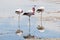 Flamingos - Chaxa Lagoon - Chile